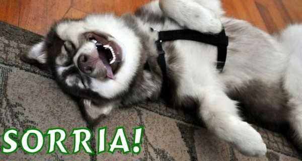 cachorro-risada-600x320.jpg